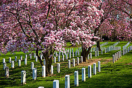 花,樱桃树,阿灵顿国家公墓,阿灵顿,弗吉尼亚,美国