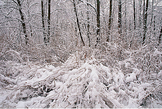 清新,下雪,木头,温哥华,不列颠哥伦比亚省,加拿大