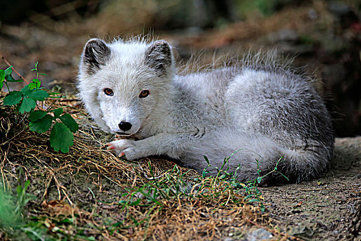 北极狐,幼兽,休息,俘获