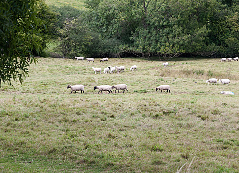绵羊,英国,草地,一个,方向