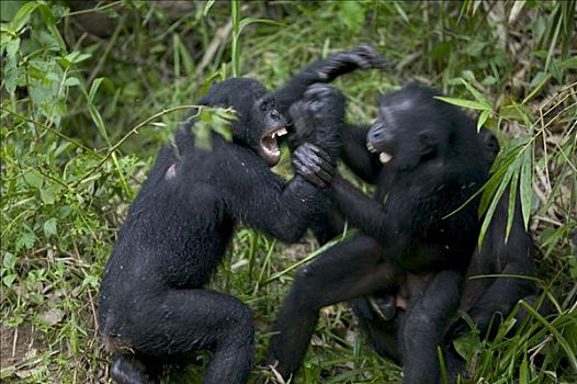 倭黑猩猩,玩,黑猩猩,刚果