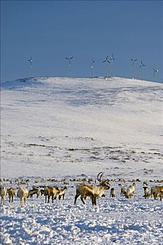 牧群,驯鹿,浏览,仰视,旗帜,风,风电场,户外,西部,阿拉斯加