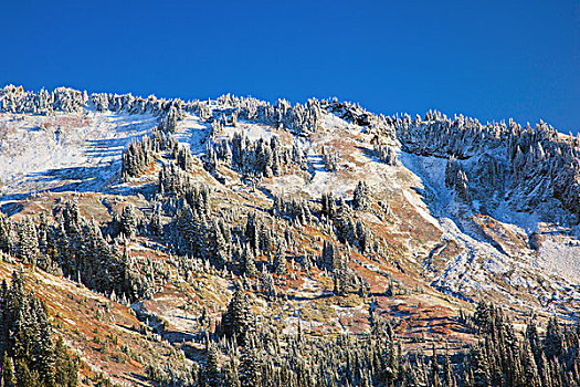 初雪,秋色,雷尼尔山国家公园,华盛顿,美国