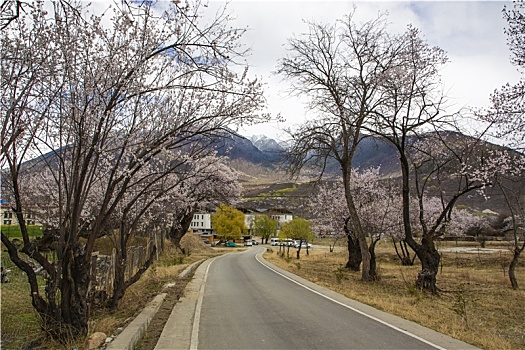 野桃花观赏圣地索松村