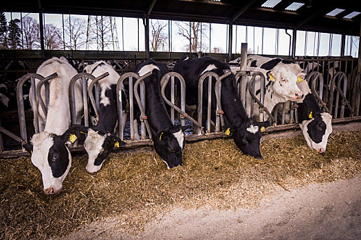 母牛,农场,乳业