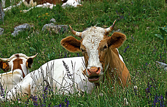 母牛,草,法国阿尔卑斯山