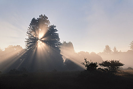 太阳,海岸,红杉,北美红杉,蒙特利湾,加利福尼亚