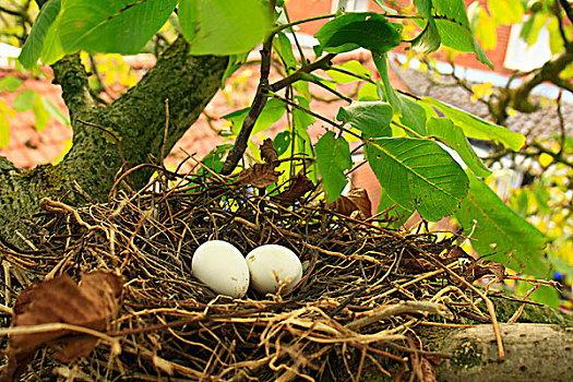 斑尾林鸽,两个,蛋,鸟窝,枝头,普通,胡桃,树,花园,英格兰,英国,欧洲