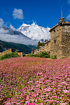 农舍,粉色,荞麦,地点,开花,山谷,山,安纳普尔纳峰,远景,地区,尼泊尔,亚洲