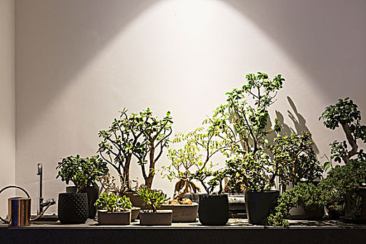 热带植物,盆景树,光亮,灯