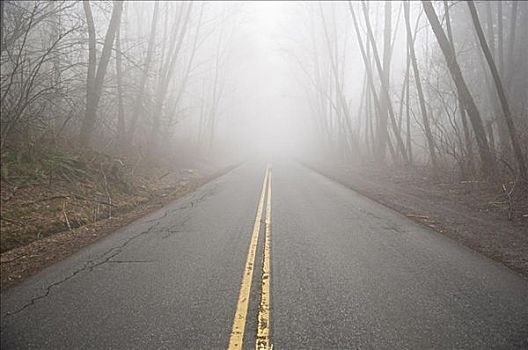 道路,雾,不列颠哥伦比亚省,加拿大