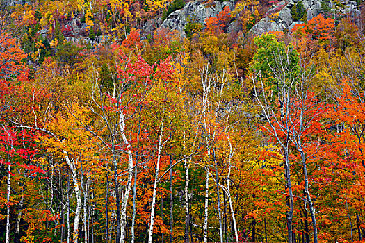 秋叶,奧瑟博河,区域,阿迪朗达克州立公园,纽约,美国