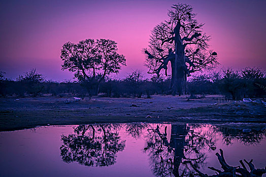 猴面包树,树,黄昏,奥卡万戈三角洲,博茨瓦纳,非洲