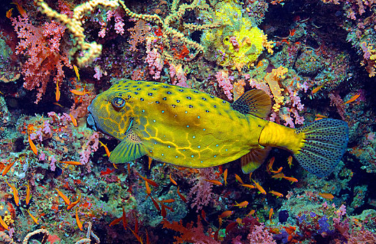 箱鲀鱼,阿里环礁,马尔代夫,亚洲