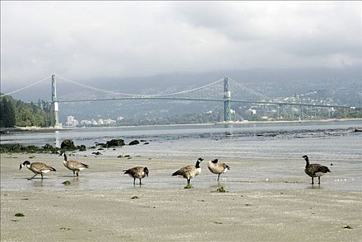 黑额黑雁,加拿大雁,岸边,史坦利公园,正面,狮子,小湾,温哥华,不列颠哥伦比亚省,加拿大