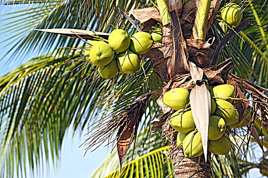 热带,椰树