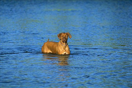罗德西亚背脊犬,狗,涉水,水中