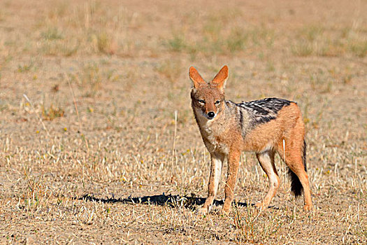 黑背狐狼,干燥,地面,警惕,卡拉哈迪大羚羊国家公园,北开普,南非,非洲