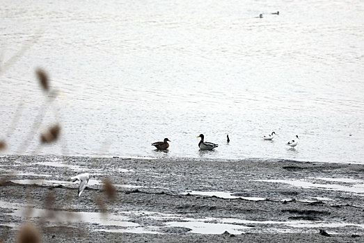 山东省日照市,入海口湿地公园生机盎然,数万鸟儿在这里安然越冬