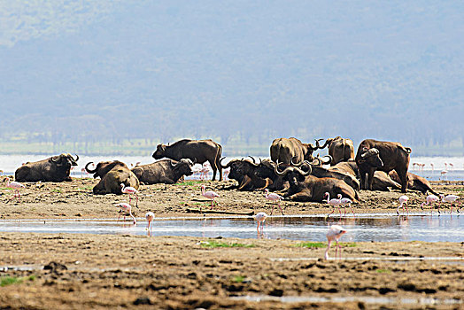 群,南非水牛,非洲水牛,围绕,小红鹳,小火烈鸟,纳库鲁湖国家公园,肯尼亚