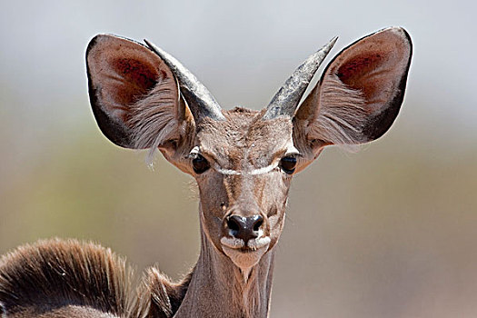 大捻角羚,乔贝国家公园,博茨瓦纳,非洲