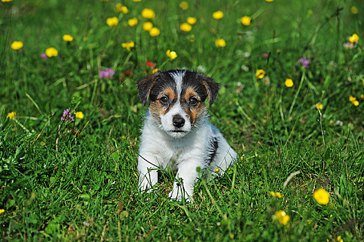杰克罗素狗,三色,小狗,7星期大,坐,花,草地,奥地利,欧洲