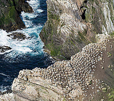 国家级保护区,北方,塘鹅,憨鲣鸟,昂斯特,岛屿,设得兰群岛,苏格兰,大幅,尺寸