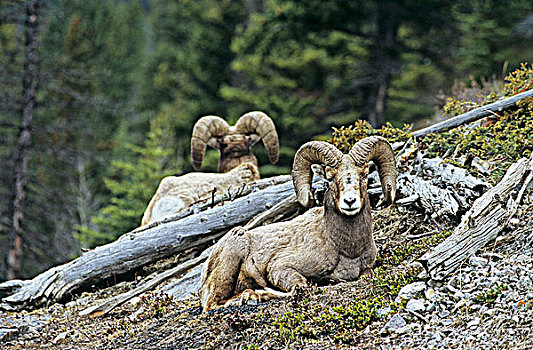大角羊,公羊,休息,不列颠哥伦比亚省,加拿大