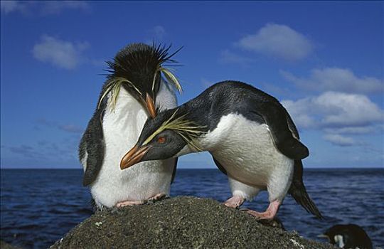 凤冠企鹅,南跳岩企鹅,一对,岩石上,岛屿,南大西洋