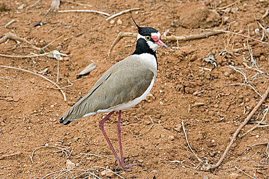 红嘴鸥,田凫,塔斯沃国家公园,肯尼亚,非洲