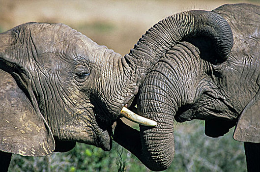 非洲象,交际,动作,接触,象鼻,头部,埃托沙国家公园,纳米比亚,非洲