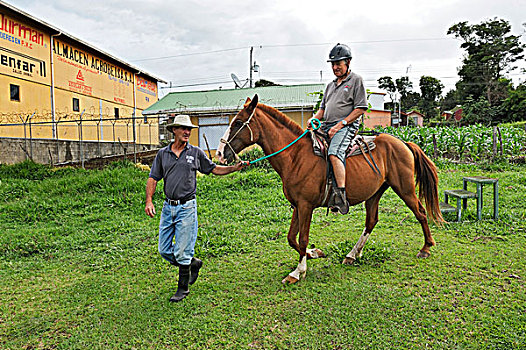 老人,游客,骑马,马,马厩,靠近,哥斯达黎加,中美洲