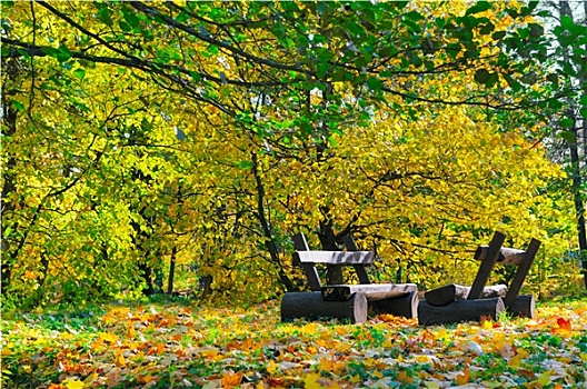 秋日风光,长椅,公园