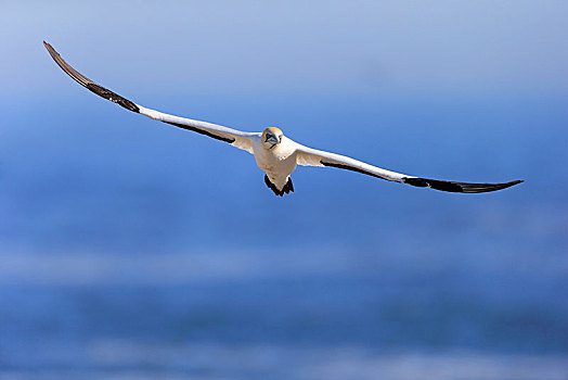 南非鲣鸟,成年,飞,兰伯特湾,西海角,南非,非洲