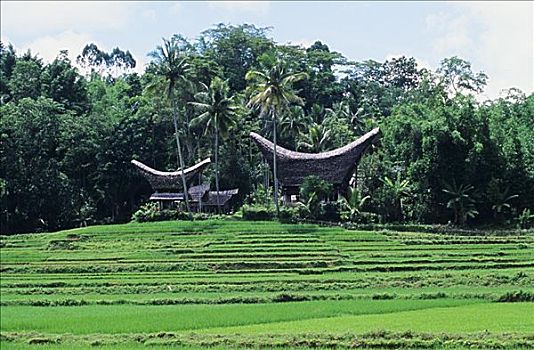 印度尼西亚,苏拉威西岛,高地,传统,家,稻田