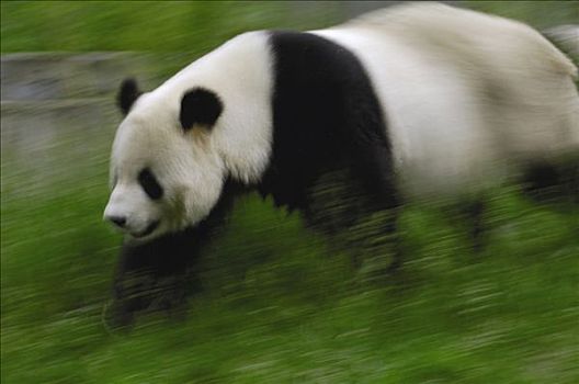 大熊猫,卧龙,中国,研究中心,卧龙自然保护区,四川
