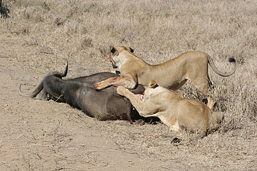 野生,狮子,哺乳动物,吃,水牛,非洲,大草原,肯尼亚