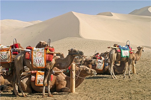 骆驼,掸邦,敦煌,中国