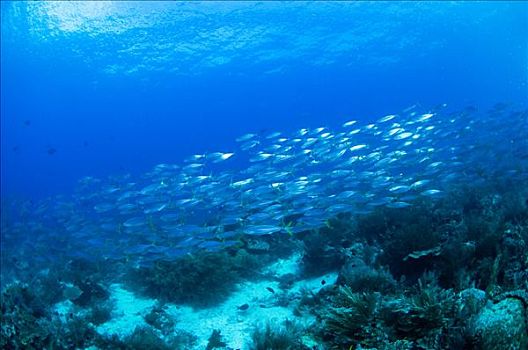 鱼群,珊瑚礁,四王群岛,西巴布亚,印度尼西亚