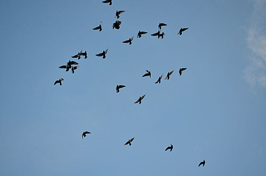 一群小鸟图片 飞翔图片