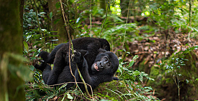 山地大猩猩,火山国家公园,卢旺达