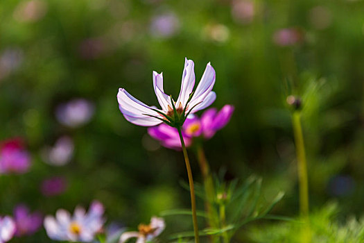 格桑花