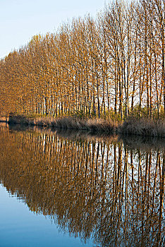 黑扬,杨树,水,反射,自然保护区,图林根州,德国,欧洲