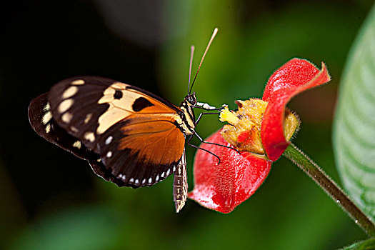 蝴蝶,科罗拉多岛,巴拿马