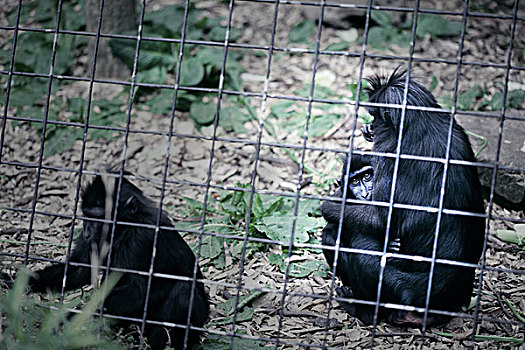 三个,黑色,猴子,动物园