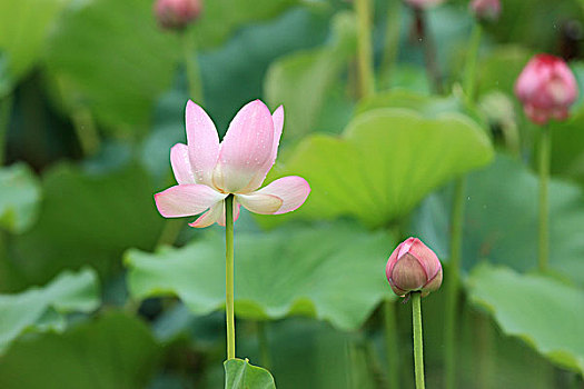 朦胧背景素材