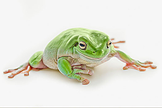 肥胖,绿树蛙,艾伯塔省,加拿大