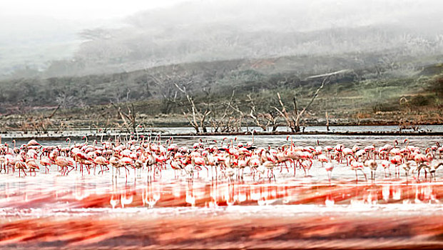 火烈鸟,柏哥利亚湖,肯尼亚