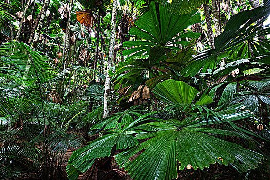 扇形棕榈,叶子,国家公园,北方,昆士兰,澳大利亚