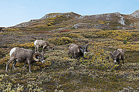 大角羊,公羊,高山,山顶,碧玉国家公园,艾伯塔省,加拿大